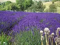 Lavender growing on a farm