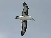 At Kilauea Point on Kauai, Hawaii