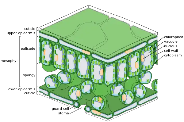 Fine-scale diagram of leaf structure