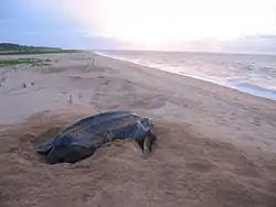 Image 10Leatherback sea turtle on the beach near the village of Galibi (from Suriname)