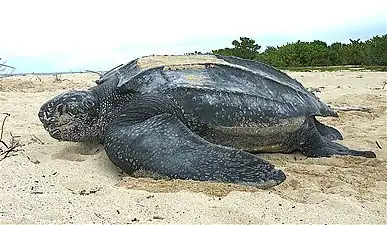 Female, digging in the sand.