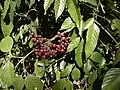 L. indica fruit and foliage.