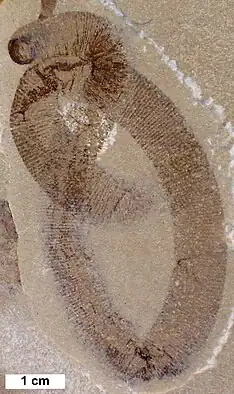 Fossil of a possible leech found in Wisconsin