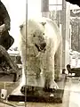 Leeds polar bear