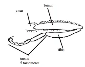 hadromyia leg diagram