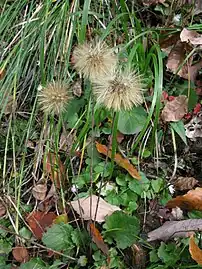 Leibnitzia anandria(Mutisieae)