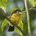 female, possibly a hybrid, Colombia