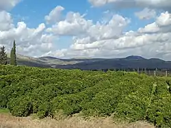 A lemon orchard in the Upper Galilee in Israel