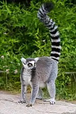 Lemur catta