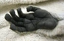 Close-up of a ring-tailed lemur's hands, showing black skin and dermal ridges