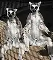 Sunbathing by lemurs