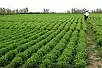 Field of the lentils for which the island is famed