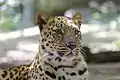 Amur leopard