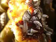 A closer photo of L. australis on the same kelp holdfast