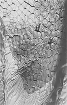 Closeup of the mantle scales