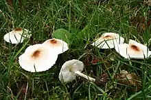 Lepiota cristata