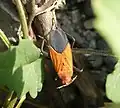 Leptocoris augur, Taiwan.