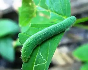 Larva