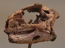 Partial skull of Lesothosaurus