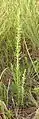 Lespedeza sericea plant growing in Kansas.  This plant was 2 1/2 feet tall. Taken in September 2013.