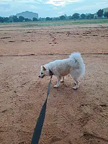 A Lesser Indian Spitz Dog