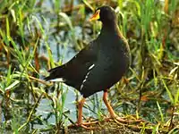 The Kgomo kgomo floodplain attracts seasonal waterbirds