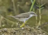 Lesser whitethroat at Rajkot