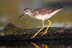 Playero guineilla menor (Tringa flavipes)