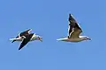 L. f. intermedius in flight, Sweden