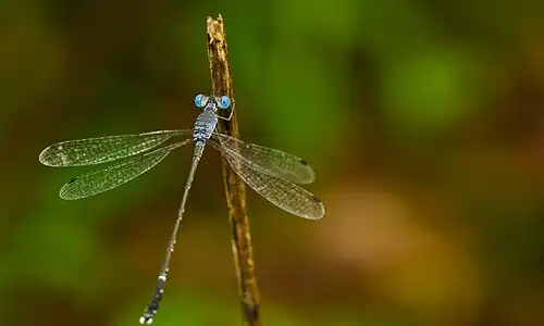 Lestes praemorsus male