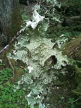 Lobaria oregana on the forest floor