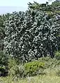 A large silvertree near Rhodes Memorial