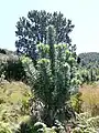 Silvertrees grow only in and around Cape Town, particularly on Table Mountain.