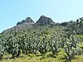 A young stand of silvertrees on Devil's Peak, Table Mountain.