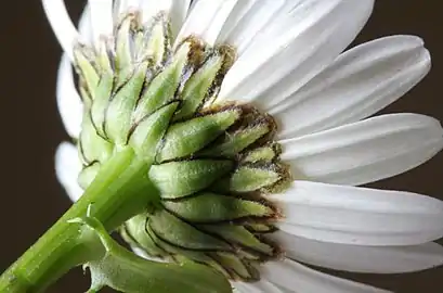 Involucral bracts of capitulum