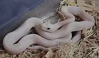 Leucistic Texas rat snake(Pantherophis obsoletus)