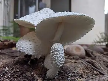 Leucocoprinus cretaceus