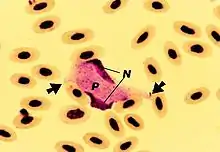 "Leucocytozoon smithi" in a stained blood smear from a turkey