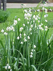 Summer snowflake (Leucojum aestivum)