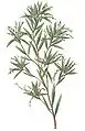 L. lanceolatus (nom. illeg.) from Curtis's Botanical Magazine