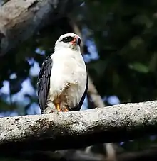 Black-faced hawk