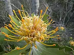 L. cuneiforme