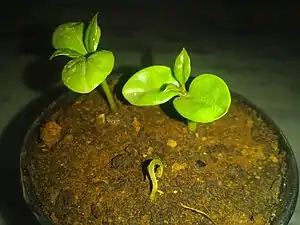 Seedlings