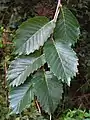 Foliage, midsummer