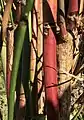 Detail of colourful stems of same specimen, showing value for winter colour in garden