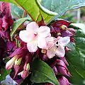 Close-up of flowers of pink-flowered form, cultivated plant, Serbia