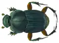 Liatongus femoratus