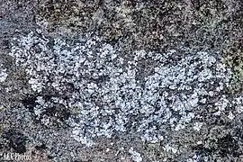 lichens growing on the rocks at Isalo National Park, Madagascar