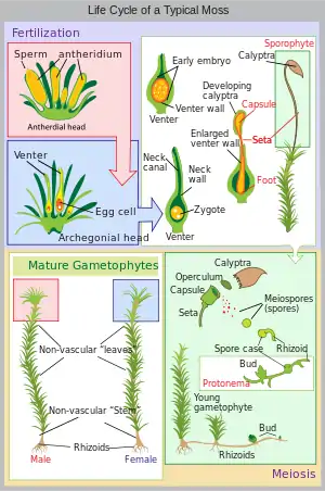 Moss life cycle