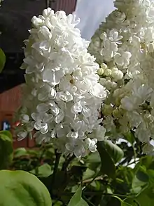 Detail of white lilac Syringa vulgaris head.